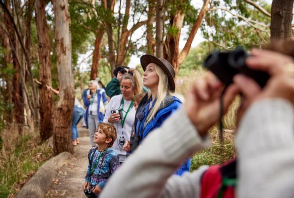 Un groupe de personnes observant la cime des arbres lors d'une excursion avec Wildlife Wonders, Great Ocean Road, Victoria © Tourism Australia