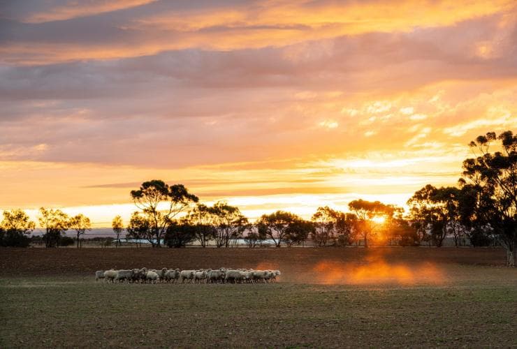 Le soleil couchant sur des pâturages de moutons à Hummocks Station, Clare Valley, Australie du Sud © South Australian Tourism Commission