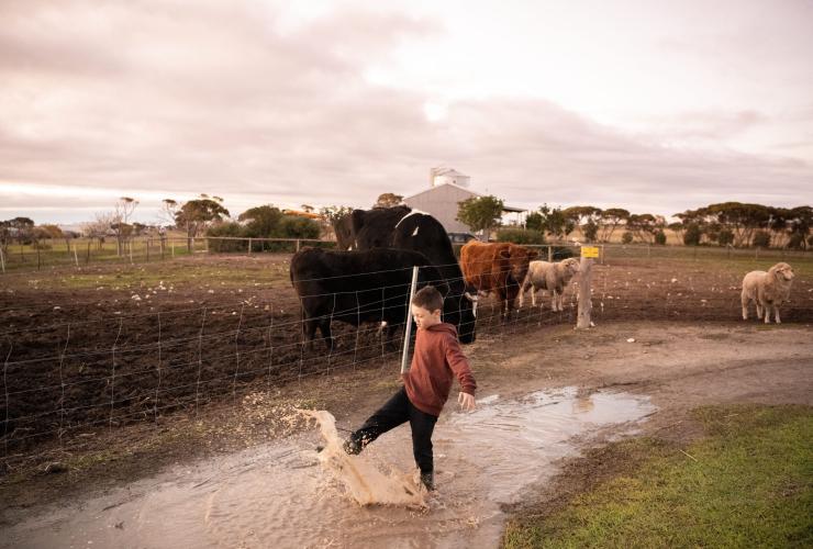 Jeune garçon jouant dans une flaque avec des vaches derrière lui à Redwing Farm, Yorke Peninsula, Australie du Sud © Tourism Australia