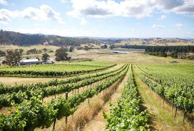 Un vignoble verdoyant, Région vinicole de Canberra District, Territoire de la Capitale Australienne © Visit Canberra