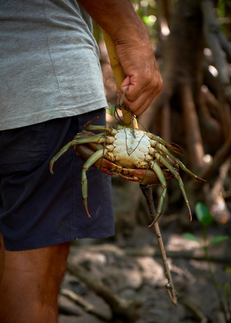 Walkabout Cultural Adventures, forêt tropicale de Daintree, QLD © Tourism and Events Queensland