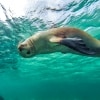 Nager avec les lions de mer, Baird Bay, Eyre Peninsula, SA © South Australian Tourism Commission