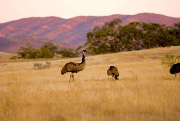 Émeu debout dans l'herbe avec les arbres et les montagnes en arrière-plan au Arkaba Conservancy, Flinders Ranges, Australie du Sud © Wild Bush Luxury