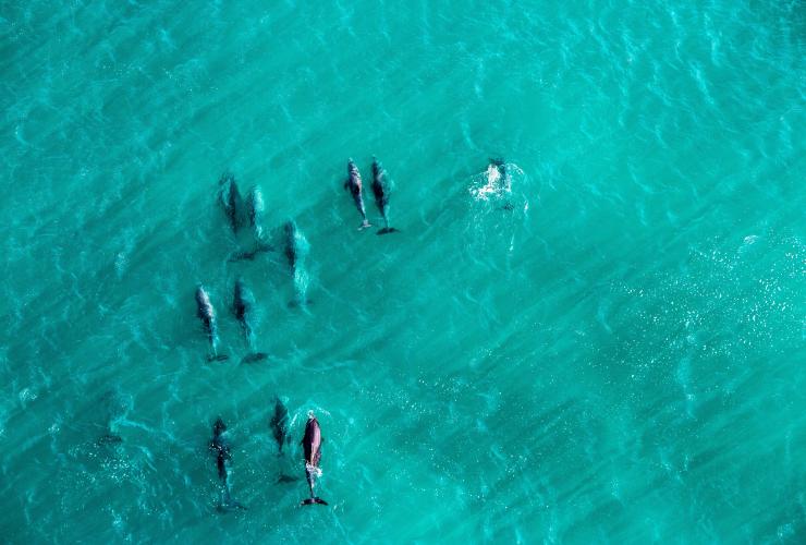Vue aérienne d'un groupe de dauphins au large de la côte de Yallingup, Australie Occidentale © Tourism Western Australia