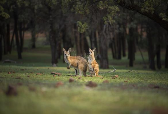 Kangourous, Wilpena Pound Resort, Flinders Ranges, Australie du Sud © Tourism Australia