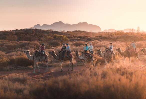 Uluru Camel Tours, Uluru, Territoire du Nord © Tourism NT/Nic Morley