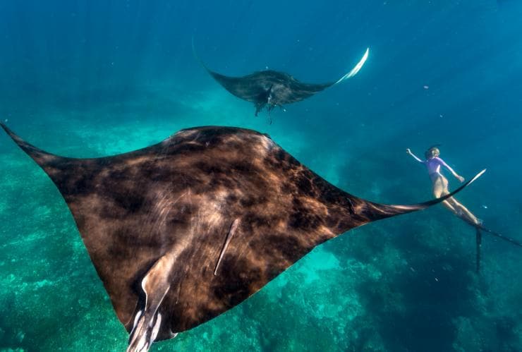 Femme nageant avec des raies manta à Ningaloo Reef, Australie Occidentale © Tourism Western Australia