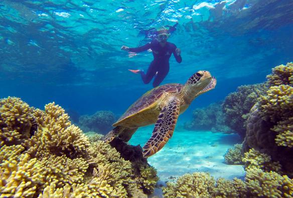 Ocean Safari, Grande Barrière de Corail, QLD © Ocean Safari