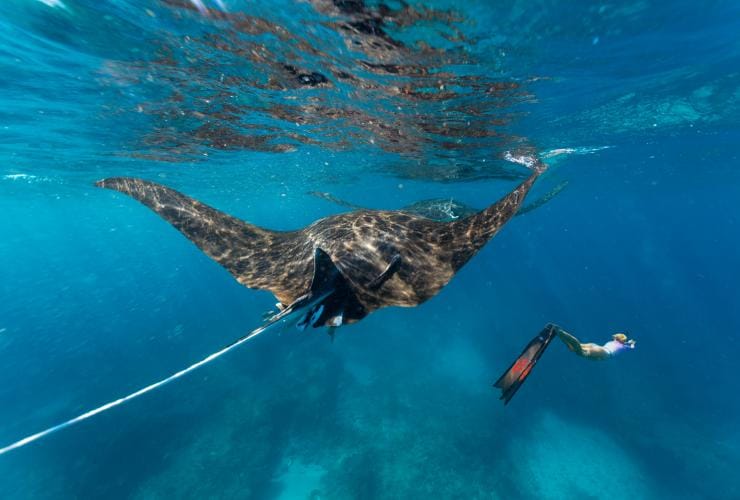 Plongée avec masque et tuba avec des raies manta, Ningaloo Reef, WA © Tourism Western Australia