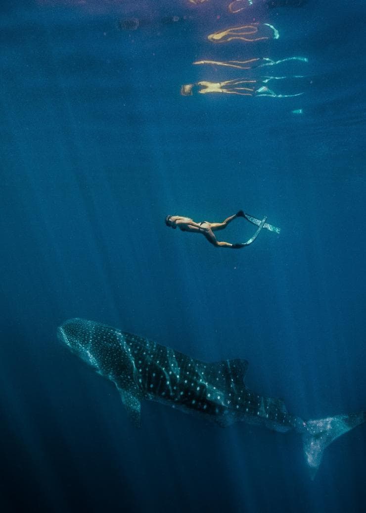 Plongée avec masque et tuba en compagnie d'un requin baleine, Ningaloo Reef, WA © Tourism Western Australia 
