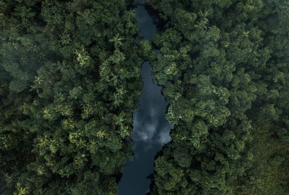 Vue aérienne de la canopée verdoyante de la forêt tropicale de Daintree, avec une rivière ruisselant au milieu des arbres, Queensland © Melissa Findley/Tourism Australia