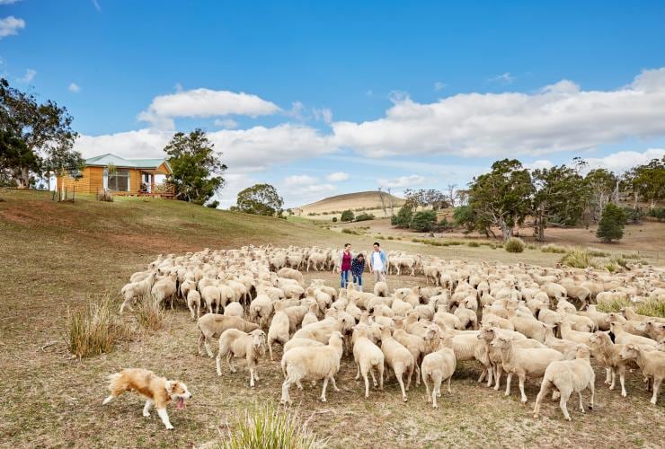 Trois personnes se tenant debout au milieu d’un troupeau de moutons, Curringa Farm, Hamilton, Tasmanie © Tourism Tasmania