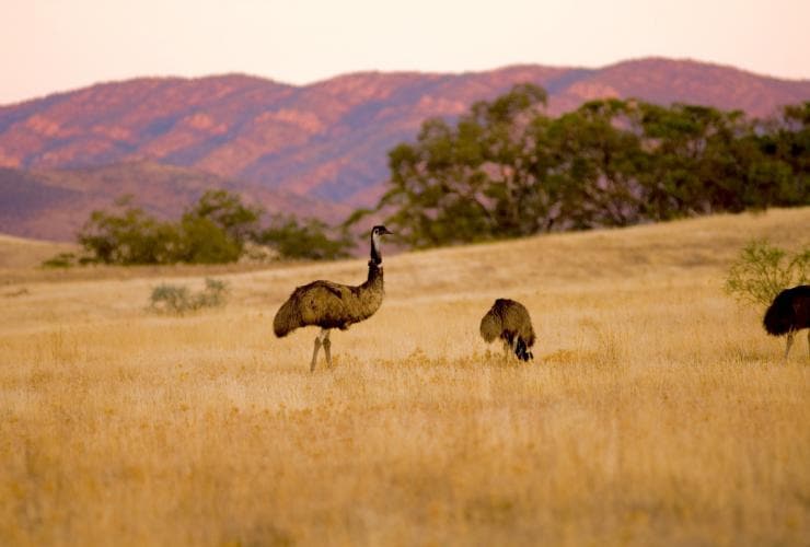 Émeus dans l'herbe à l'Arkaba Conservancy, Flinders Ranges, Australie du Sud © Wild Bush Luxury