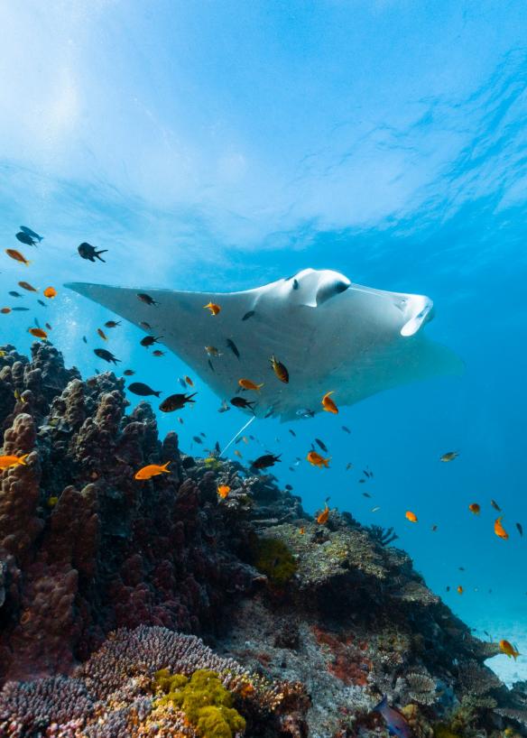 Raie manta et poissons sous l'eau à Lady Elliot Island, Grande Barrière de Corail, QLD © Tourism and Events Queensland
