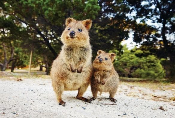 Un quokka et son petit debout sur un sentier entouré d'arbres sur Rottnest Island, Australie Occidentale © Tourism Australia