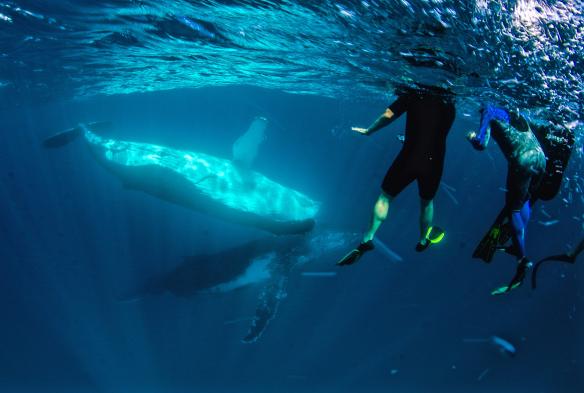 Nageurs avec baleines à bosse au Ningaloo Marine Park, WA © Exmouth Dive and Whalesharks Ningaloo
