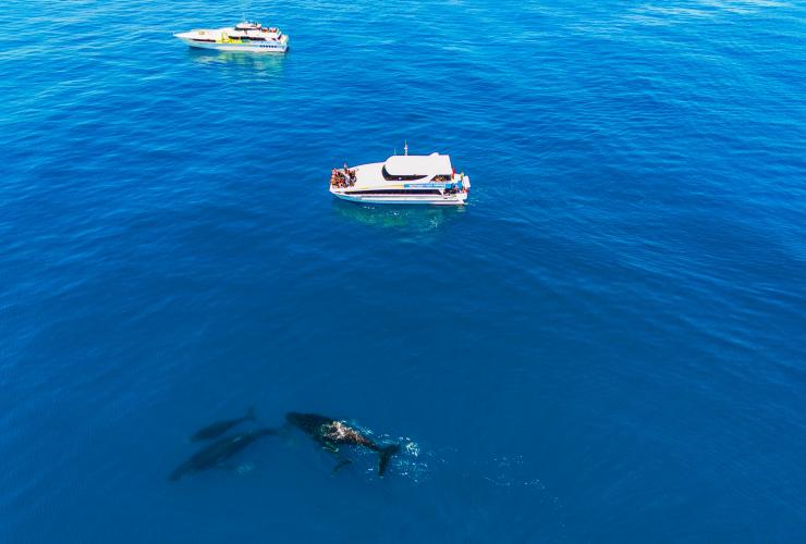 Croisière d'observation des baleines, Perth, WA © Tourism Western Australia