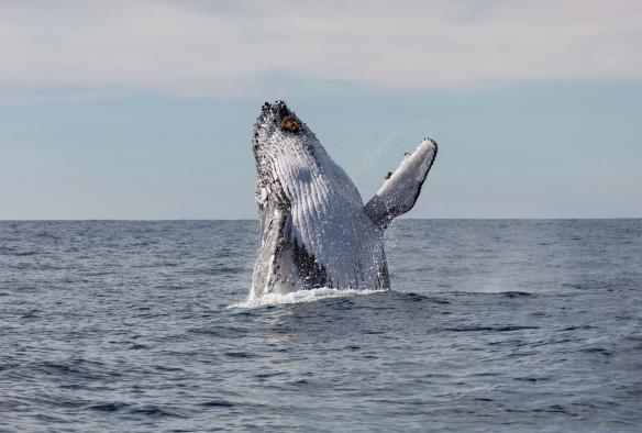 Croisière d'observation des baleines, Jervis Bay, NSW © Jordan Robins