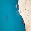Baleines franches australes, Head of Bight, SA © South Australian Tourism Commission