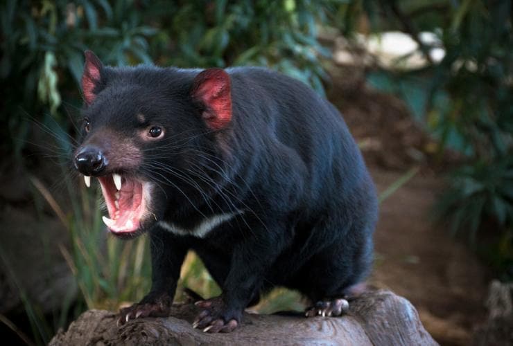 Diable de Tasmanie au Bonorong Wildlife Park, TAS © Kathryn Leahy