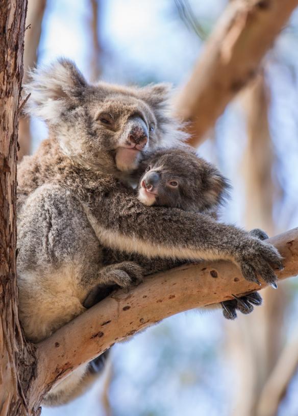 Un bébé koala et sa mère se reposant sur une branche d'arbre au Hanson Bay Sanctuary, Kangaroo Island, Australie du Sud © Tourism Australia