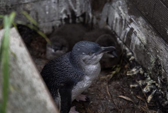 Un petit manchot dans son nid, Bicheno Penguin Tours, Bicheno, Tasmanie © Tourism Australia