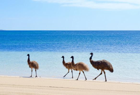 Un émeu adulte et trois grands poussins se promènent le long du littoral dans le Coffin Bay National Park, Eyre Peninsula, Australie du Sud © Emma Curran