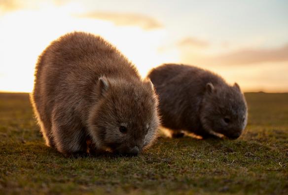 Deux wombats debout l'un à côté de l'autre, éblouis par le soleil, sur le Maria Island Walk, Maria Island, Tasmanie © Tourism Australia