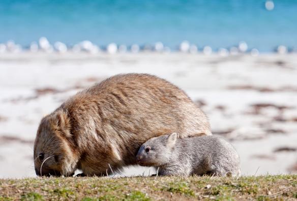 Une mère wombat et son petit debout près d'une plage de sable blanc sur le Maria Island Walk, Maria Island, Tasmanie © Maria Island Walk