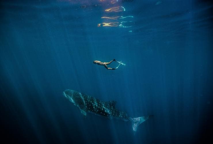 Une personne sous l'eau nageant avec un requin baleine, Ningaloo Marine Park, Australie Occidentale © Tourism Western Australia