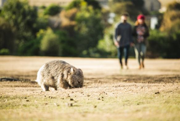 Un wombat en train de brouter avec deux personnes au loin, Maria Island, Tasmanie © Stu Gibson 