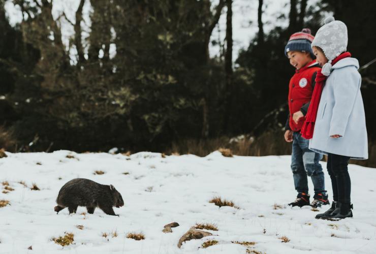 Deux enfants observant un bébé wombat marchant dans la neige à Devils@Cradle, Cradle Mountain National Park, Tasmanie © Laura Helle 