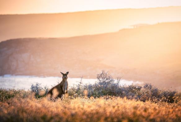 Un kangourou debout près de la côte pendant un coucher de soleil doré à Cape Willoughby, Kangaroo Island, Australie du Sud © South Australian Tourism Commission 