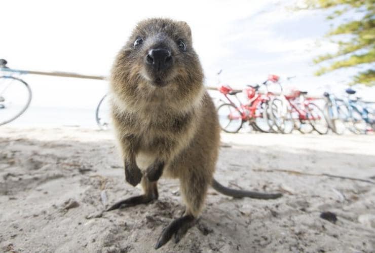 Quokka souriant en train de se pencher vers l'appareil photo, avec des vélos en arrière-plan sur Rottnest Island, Australie Occidentale © Tourism Western Australia 