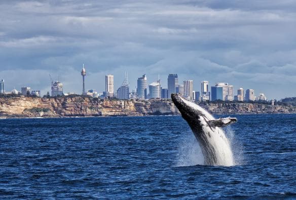Une baleine sautant hors de l'océan, avec le paysage urbain en arrière-plan, lors d'une excursion avec Oz Whale Watching Tour, Sydney, Nouvelle-Galles du Sud © Pominoz