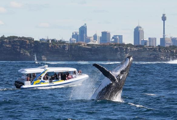 Une baleine fendant la surface de l'océan près d'un bateau rempli de passagers l'admirant, avec le paysage urbain en arrière-plan, à Sydney, Nouvelle-Galles du Sud © Jonas Liebschner