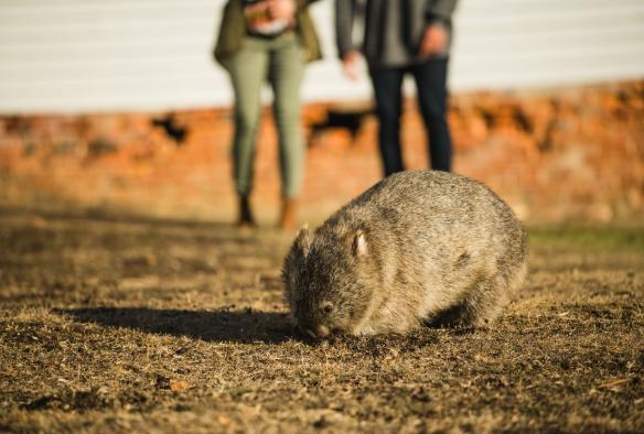 Un wombat sur Maria Island, Tasmanie © Stu Gibson