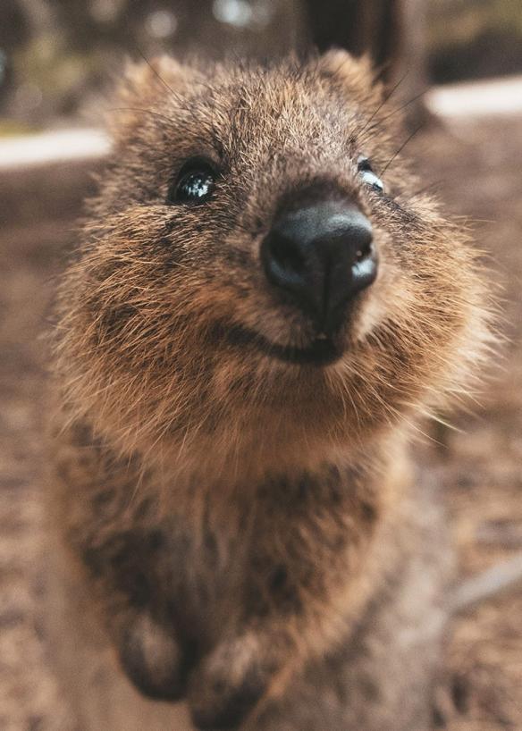 Un quokka souriant à l'objectif sur Rottnest Island, Australie Occidentale © James Vodicka