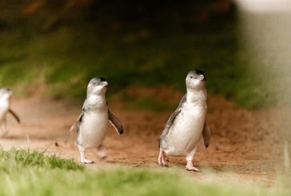 Des manchots pygmées se dandinant le long d'un sentier sur Phillip Island, Victoria © Visit Victoria