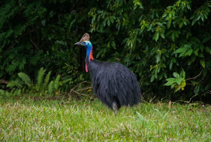 Casoar à casque, FNQ Nature Tours, Daintree National Park, Queensland © FNQ Nature Tours 