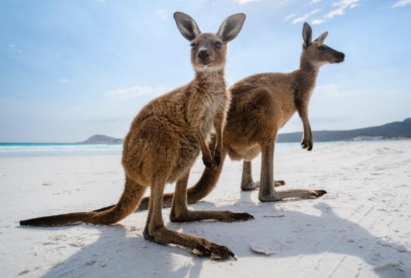 Deux kangourous debout au soleil, sur une plage de sable blanc à Lucky Bay, Esperance, Australie Occidentale © Australia’s Golden Outback