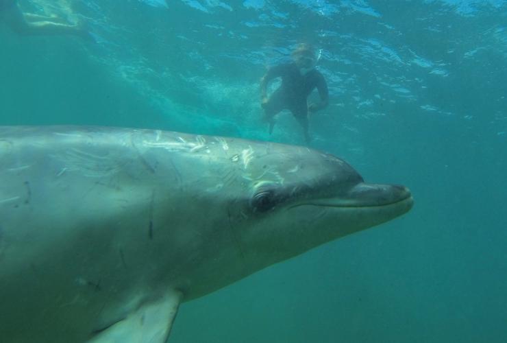 Un dauphin sous l’eau en premier plan avec une personne nageant à la surface au-dessus, Baird Bay, Australie du Sud © Tourism Australia