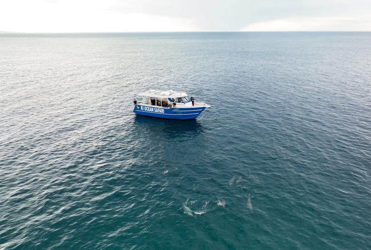 Vue aérienne d’un groupe de dauphins nageant à côté d’un bateau, Kangaroo Island Ocean Safari, Kangaroo Island, Australie du Sud © Tourism Australia