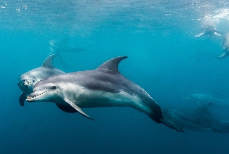 Une photo sous-marine d’un groupe de dauphins, Moonraker Dolphin Swims, Mornington Peninsula, Victoria © Moonraker Dolphin Swims