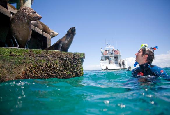 Une personne faisant de la plongée en snorkelling à côté d’un groupe de phoques perchés sur un rebord, Moonraker Dolphin Swims, Mornington Peninsula, Victoria © Visit Victoria
