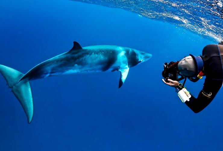 Un plongeur photographiant une baleine de Minke avec Mike Ball Dive Expeditions, Cairns, Queensland © Shae Callaghan