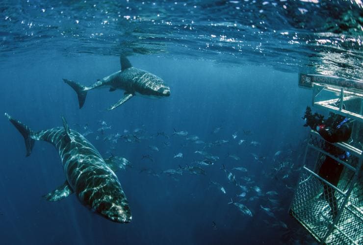Des requins nageant à côté d'une cage lors d'une excursion avec Rodney Fox Shark Expeditions, Port Lincoln, Australie du Sud © Sam Cahir 