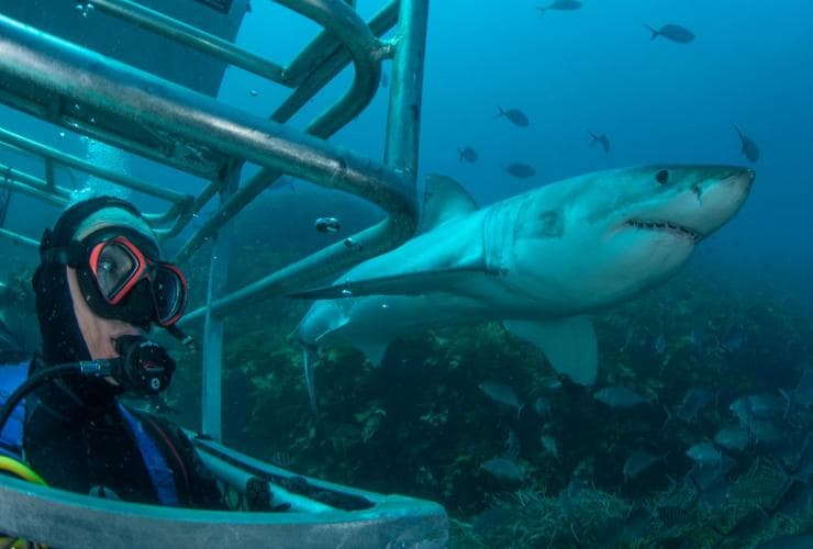 Un plongeur observant un grand requin blanc lors d'une excursion avec Rodney Fox Shark Expeditions, Eyre Peninsula, Australie du Sud © Rodney Fox Shark Expeditions 