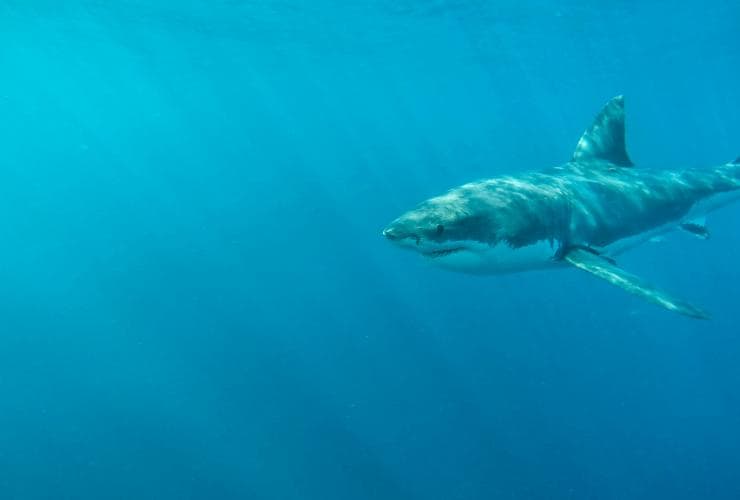 Un grand requin blanc, Rodney Fox Shark Expeditions, Neptune Islands, Australie du Sud © Tourism Australia 