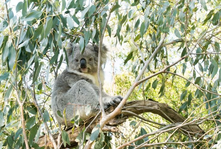 Koala di atas pohon di Koala Conservation Centre, Phillip Island, Victoria © Visit Victoria